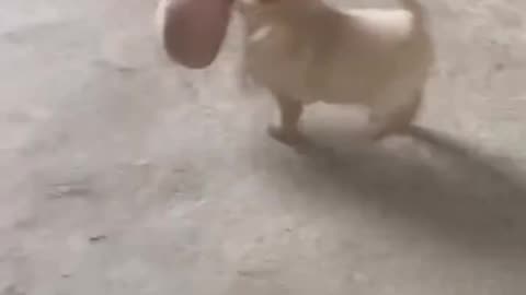 Mischievous Puppy Destroys Owner's Shoes