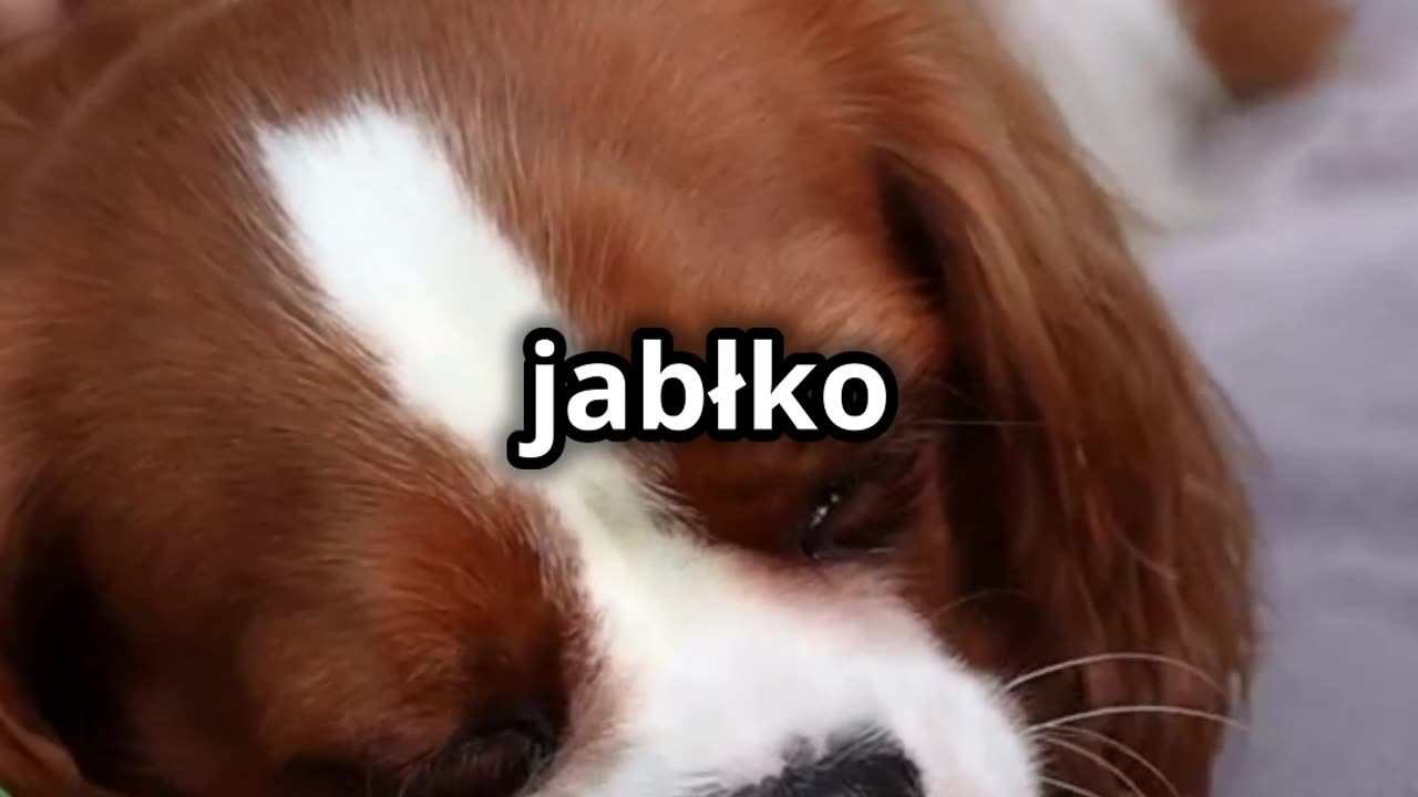 Czy psy widzą tylko w czerni i bieli? 🐶