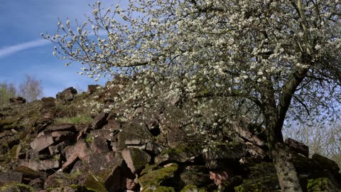 Spring in the Vogelsberg, Germany