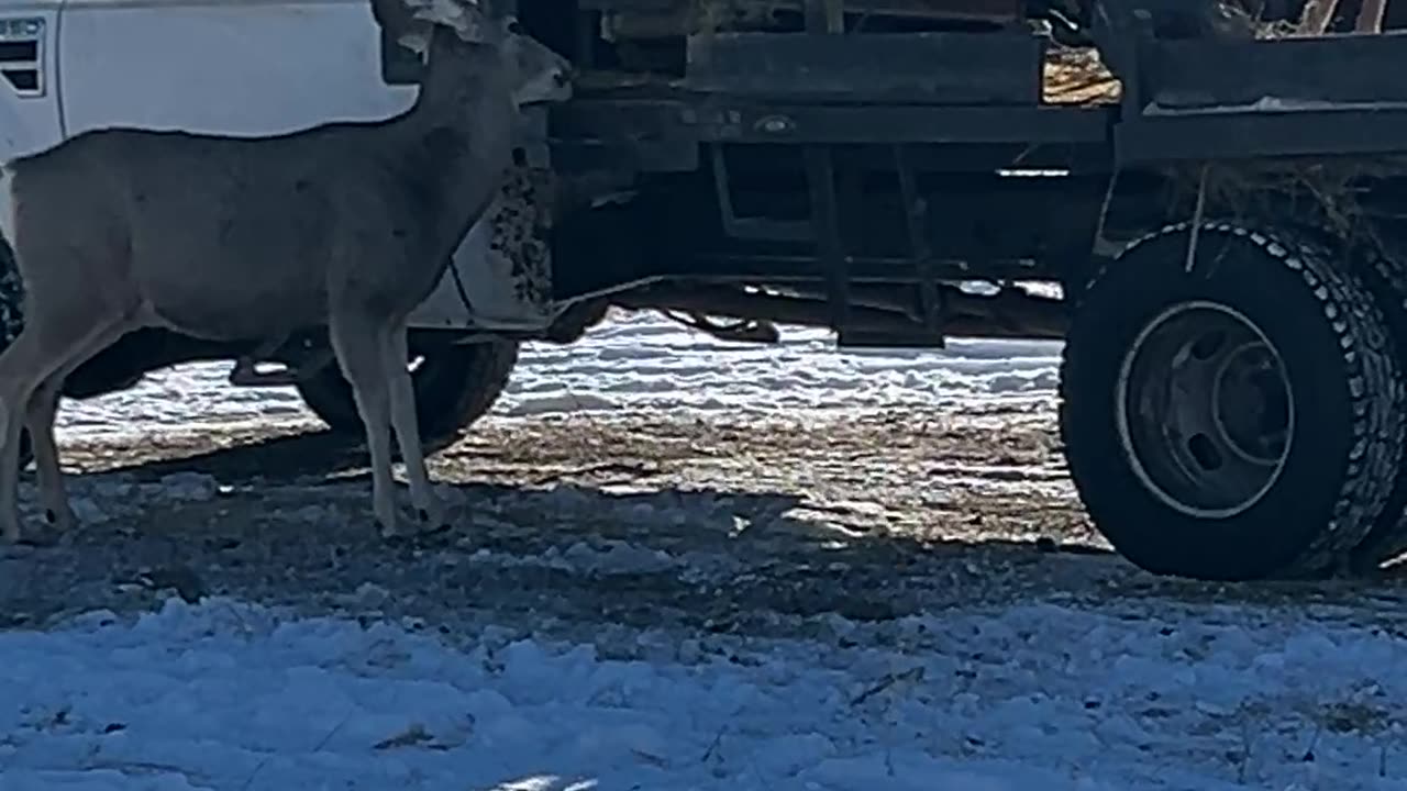 Mule Deer Rarely Enjoy Truck Beds