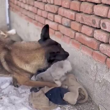 Dog save the life of puppy