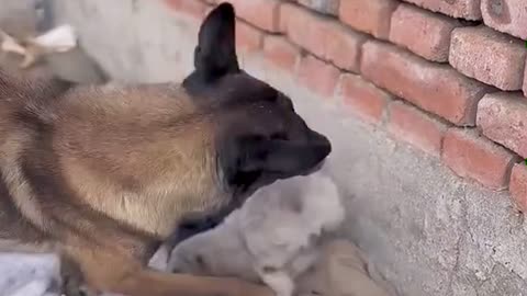 Dog save the life of puppy