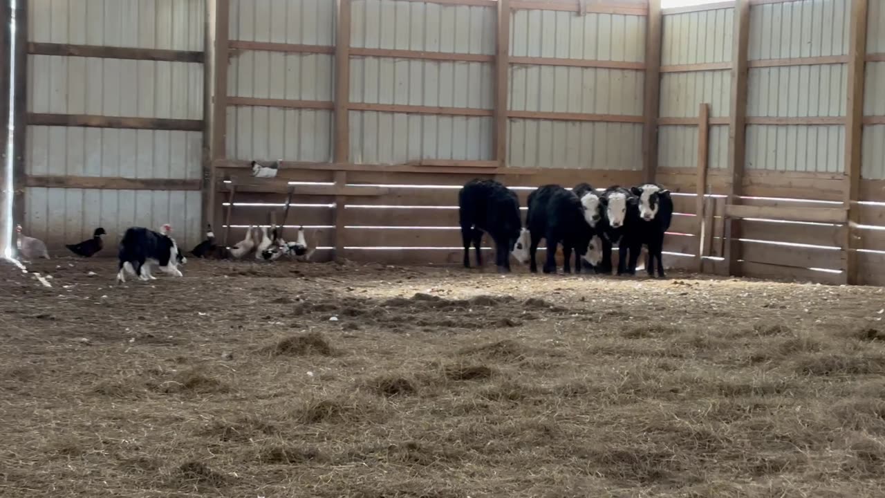 01//15/2025, The Good The Bad & The Ugly - Charlie 1