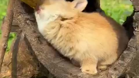 Adorable Rabbits Enjoying Sweet Honey Fruit Treats! 🐰🍯🍓