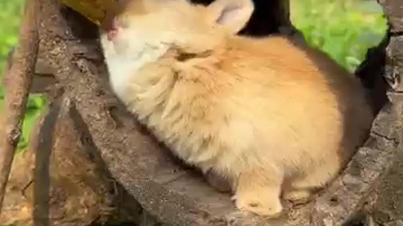 Adorable Rabbits Enjoying Sweet Honey Fruit Treats! 🐰🍯🍓