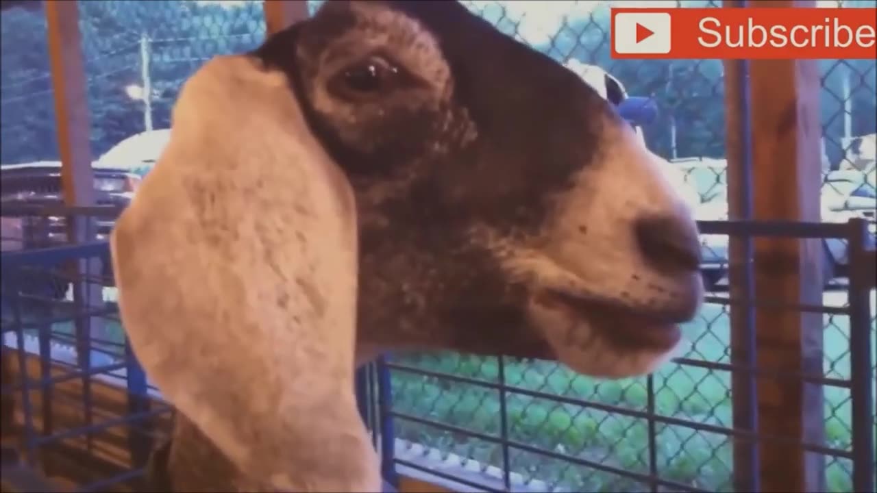 Goats Screaming Like Humans, Try Not to Laugh 🐐 😲 😀 😂 🤣 February 2025 Compilation