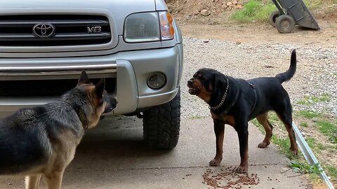 Rottweiler's Bold Challenge to Alpha German Shepherd: A Battle of Strength and Spirit