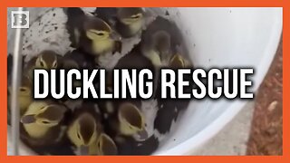 Ducklings Rescued and Reunited with Their Mother After Falling Down Sewer Drain