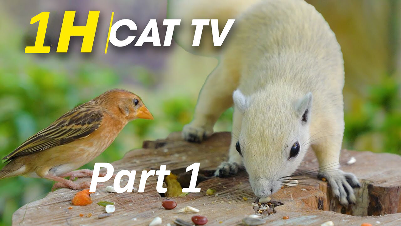 For Cats: Playful Birds Chipmunks Squirrels - Birds For Cats To Watch - CatTV Central Part 1