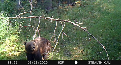 Grizzly Sign Post