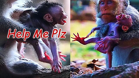 Poor Baby Monkey BABETTE Is Cared Wrongly By Mom Many Times