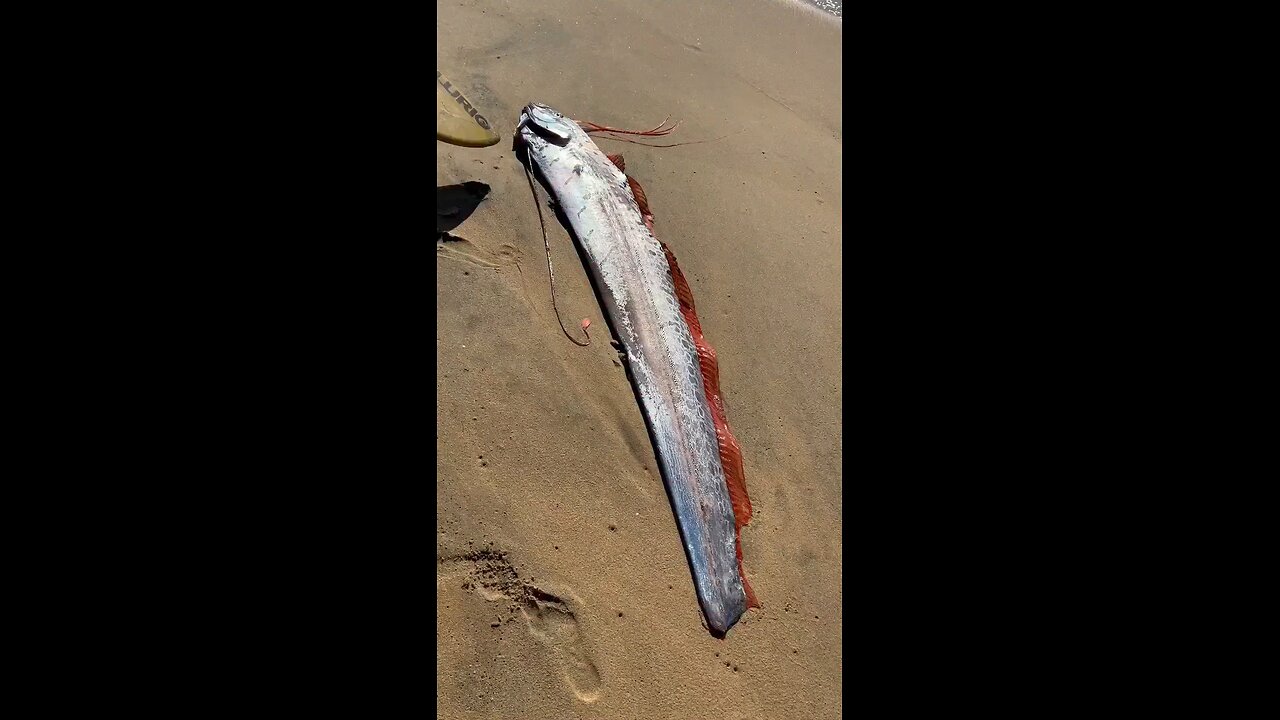 Doomsday fish on the shore
