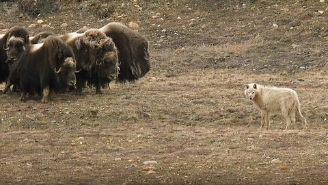 Wolves vs Herd of Muskox | Snow Wolf Family And Me | BBC Earth