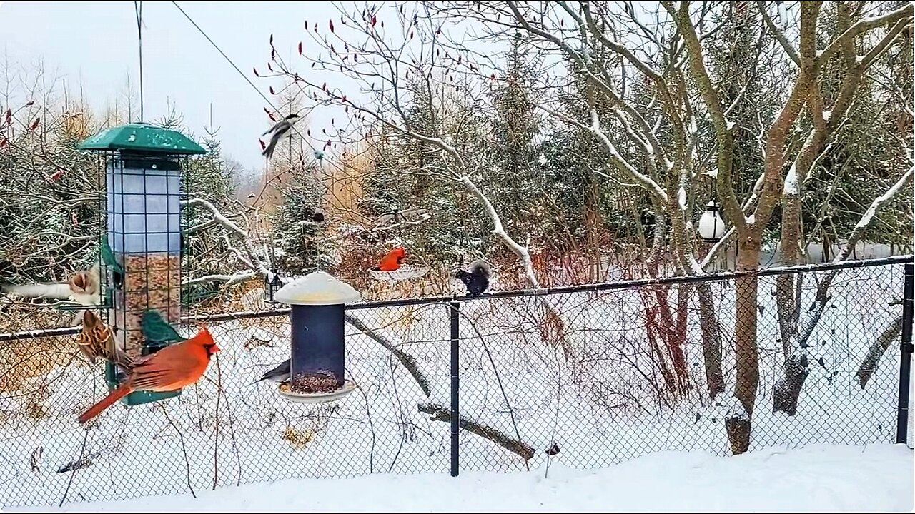 🔴 Live Cam Bird Feeder - Winter Snowy Countryside Backyard Birds and Squirrels watch