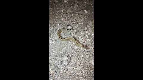 Eel dying on the beach near Sanibel Lighthouse