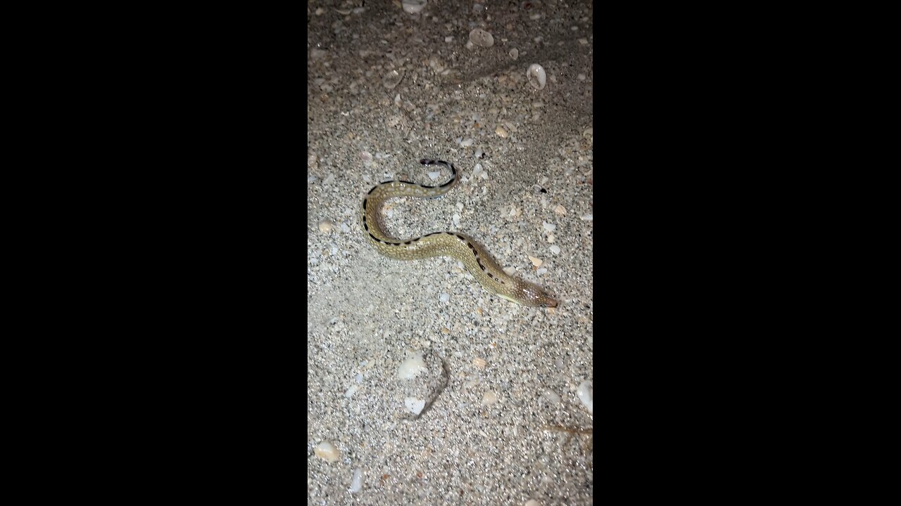 Eel dying on the beach near Sanibel Lighthouse