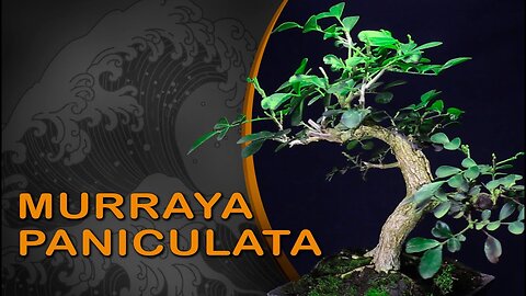 BONSAI DE MURTA - Murraya paniculata part 2: Bonsai SP