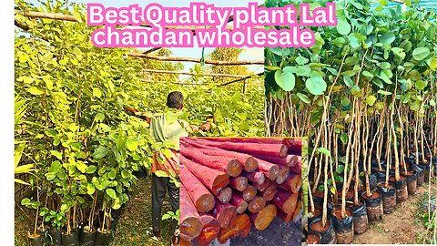 Red sandalwood plant farming Red sandalwood farming