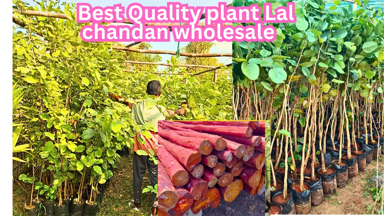 Red sandalwood plant farming Red sandalwood farming