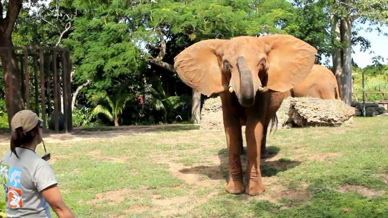 ELEPHANT ROAR!. PSN Experiment