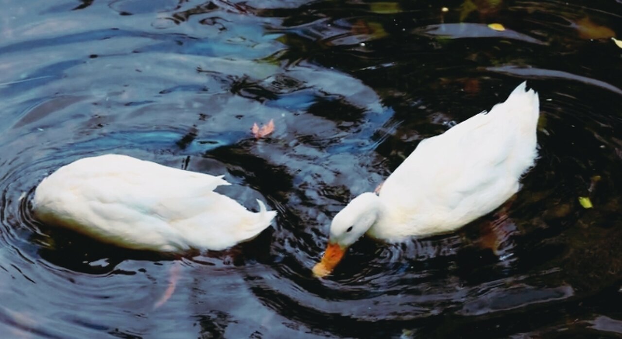 Ducks swimming in the water | Ducks enjoy dipping in the water. Beautiful Natural Sean #Ducks