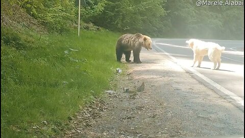 Fearless Dog Defends Home, Chases Bear Away | Brave Encounter Goes Viral!"