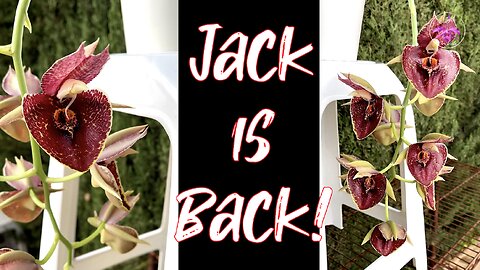 Why an Orchid will Bloom Out of Season according to the Calendar | Magnificient Spike #ninjaorchids