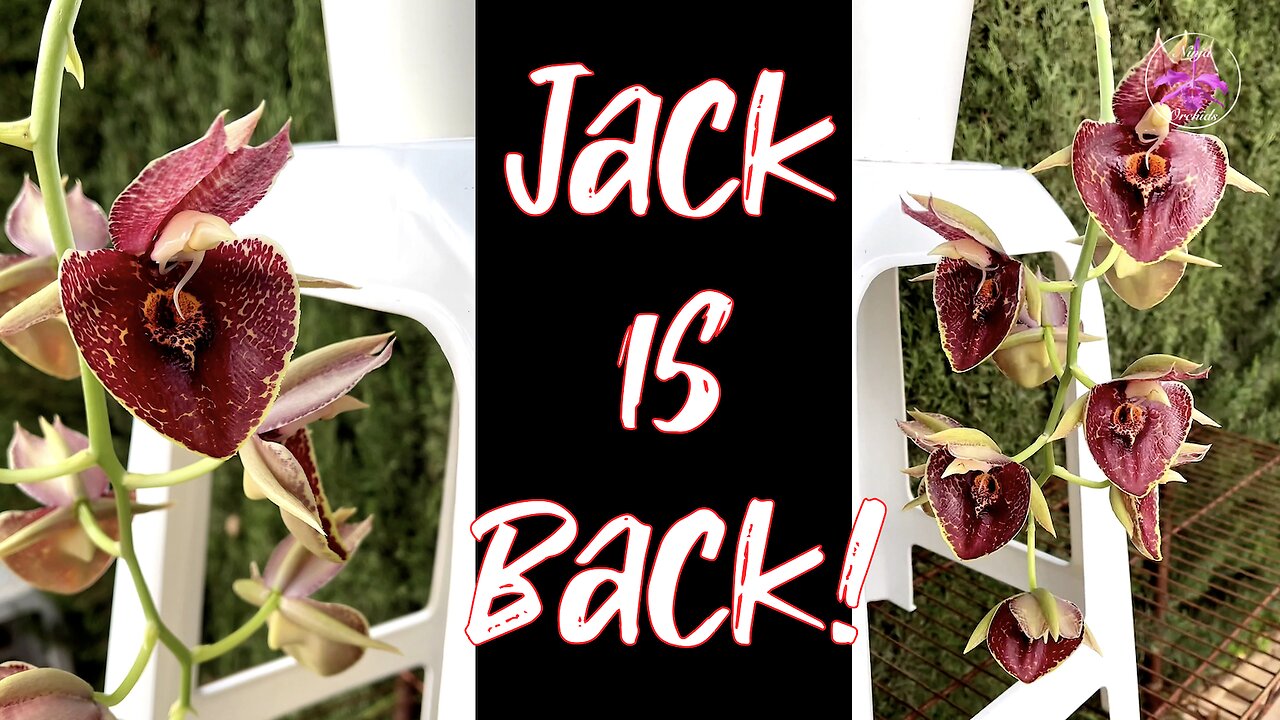 Why an Orchid will Bloom Out of Season according to the Calendar | Magnificient Spike #ninjaorchids