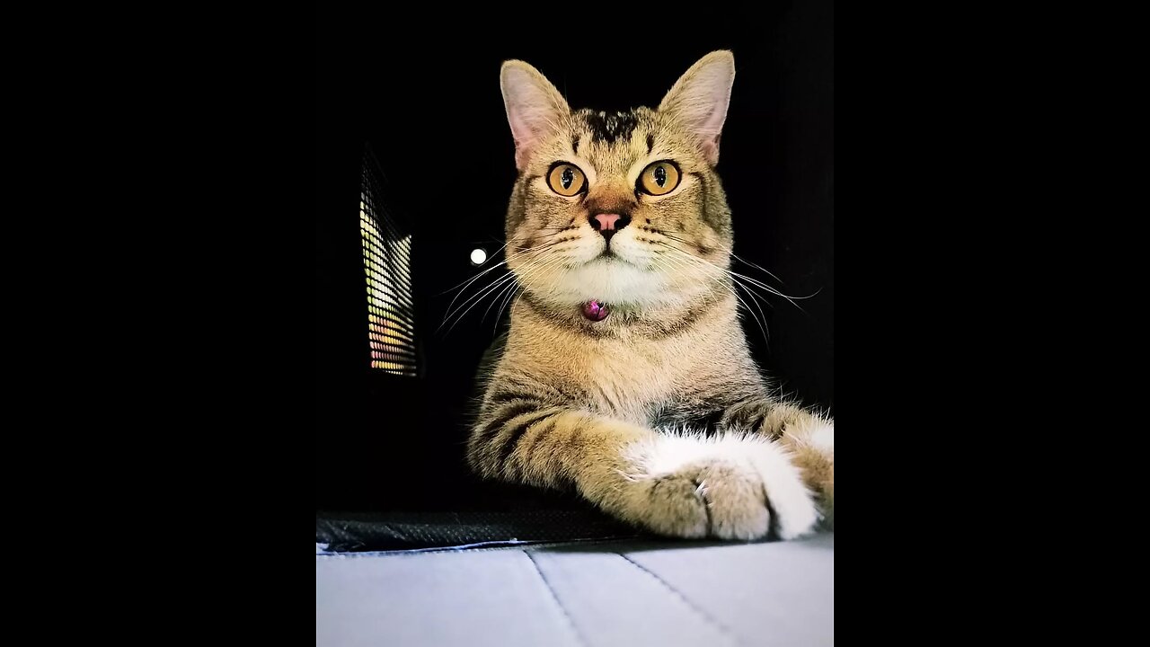 Funny Cat