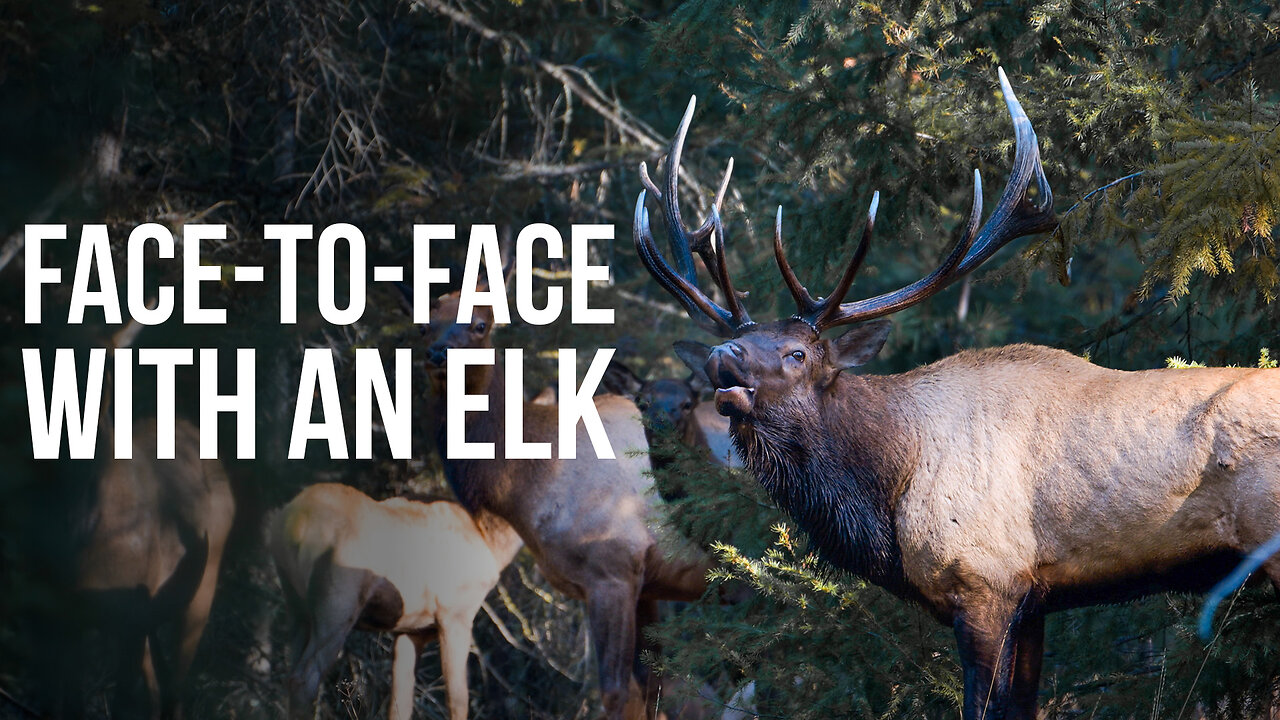 Stalking Elk: Following a herd for a day