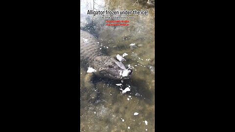 An alligator frozen under the ice 😳🐊