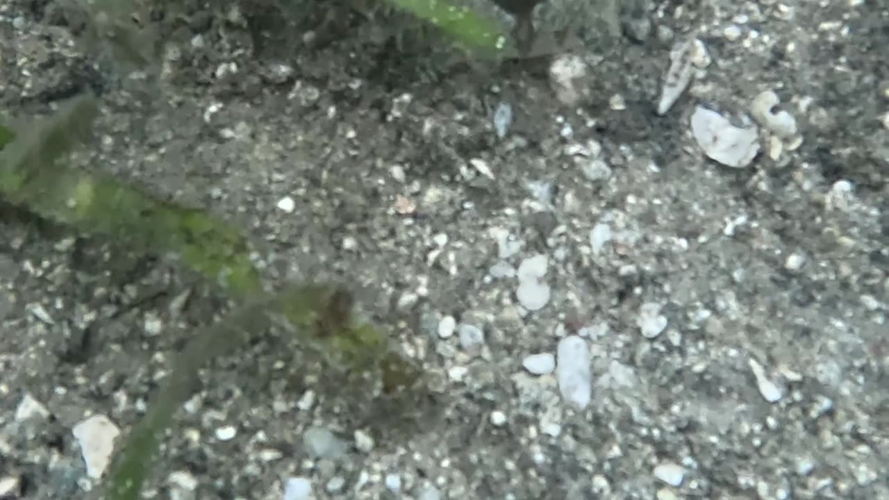 Morning Snorkeling. #mangrove