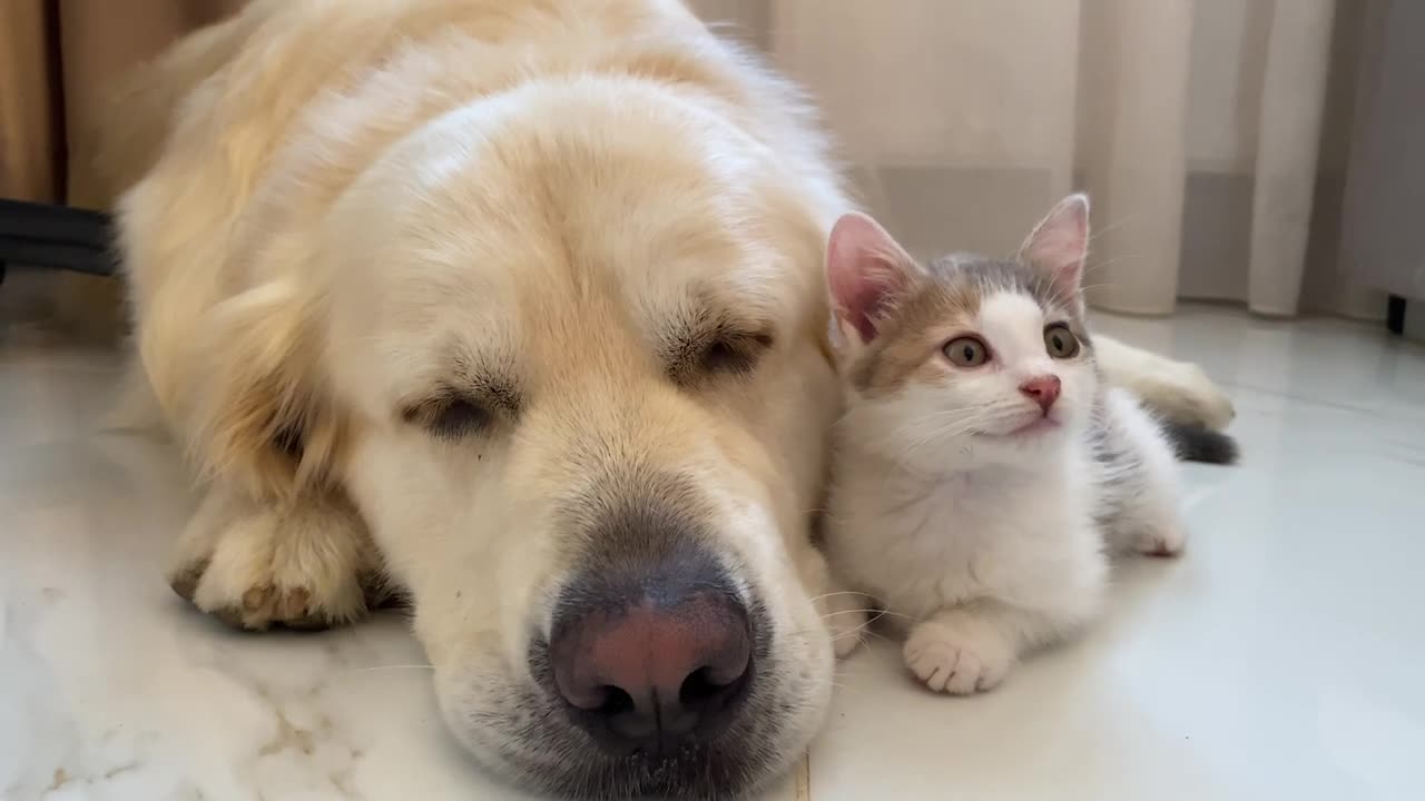 A baby Kitten feels protected next to a Golden Retrieve