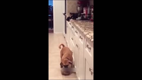 Funny animals - Funny cats / dogs - Funny animal videos 2023 - Part 3