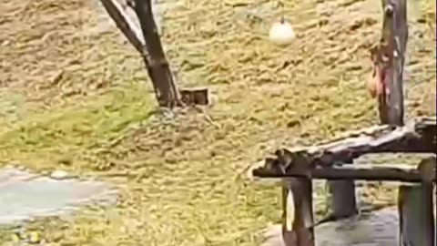 Animal funny videos 🤣🤣