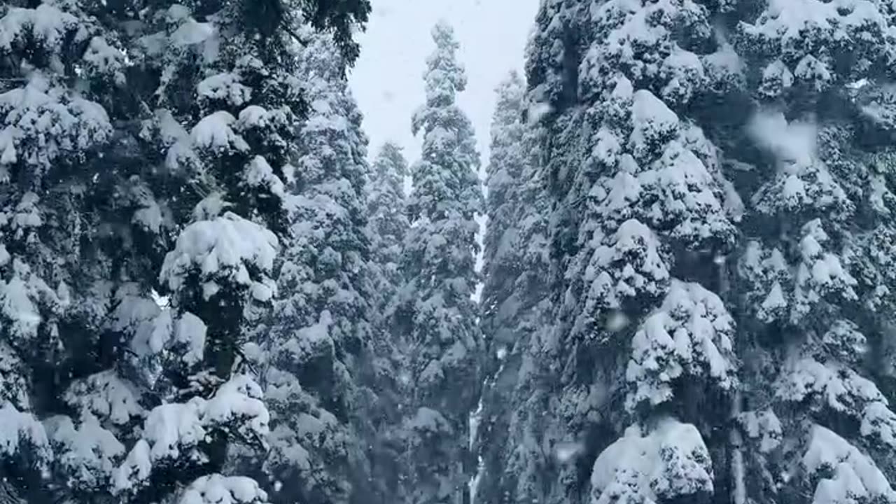 Sakoon ❣️