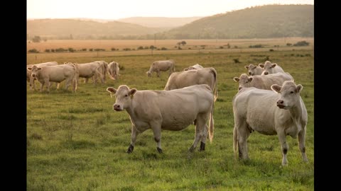 Cows in the Meadow | 8 Hours of Cow Sounds for Sleep, Relaxation, and Meditation