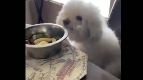 Playing dead cannot be funnier! Just watch!