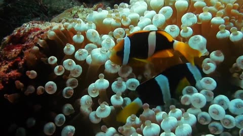 Relaxing Fish Swimming in the Ocean