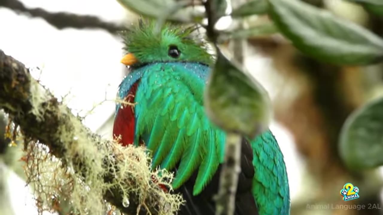 Incredible Avian Diversity： TOP 10 World's Most Beautiful Birds