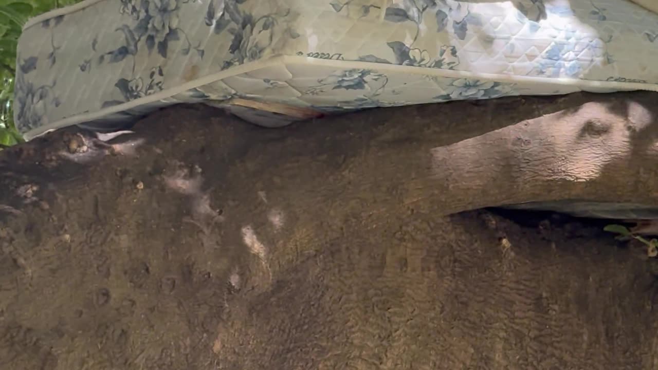 Man Sleeps On Mattress Tied To Tree Branch