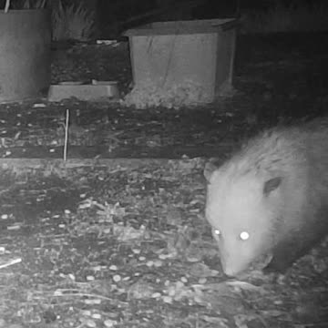 EA S117 - Pretty Opossum