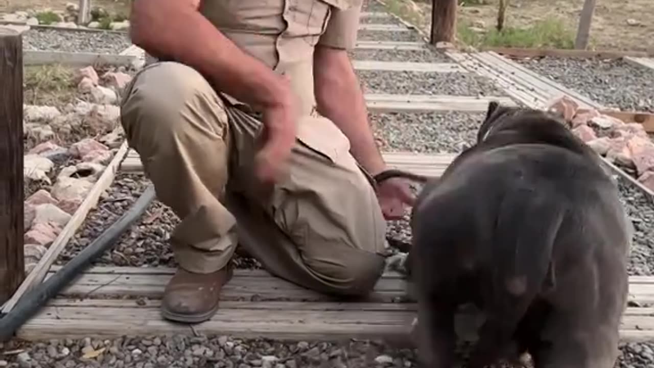 GIANT AMERICAN BULLY😳🥰