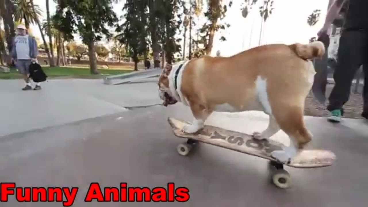 Animal Fails & Freaks: Hilarious Compilation!