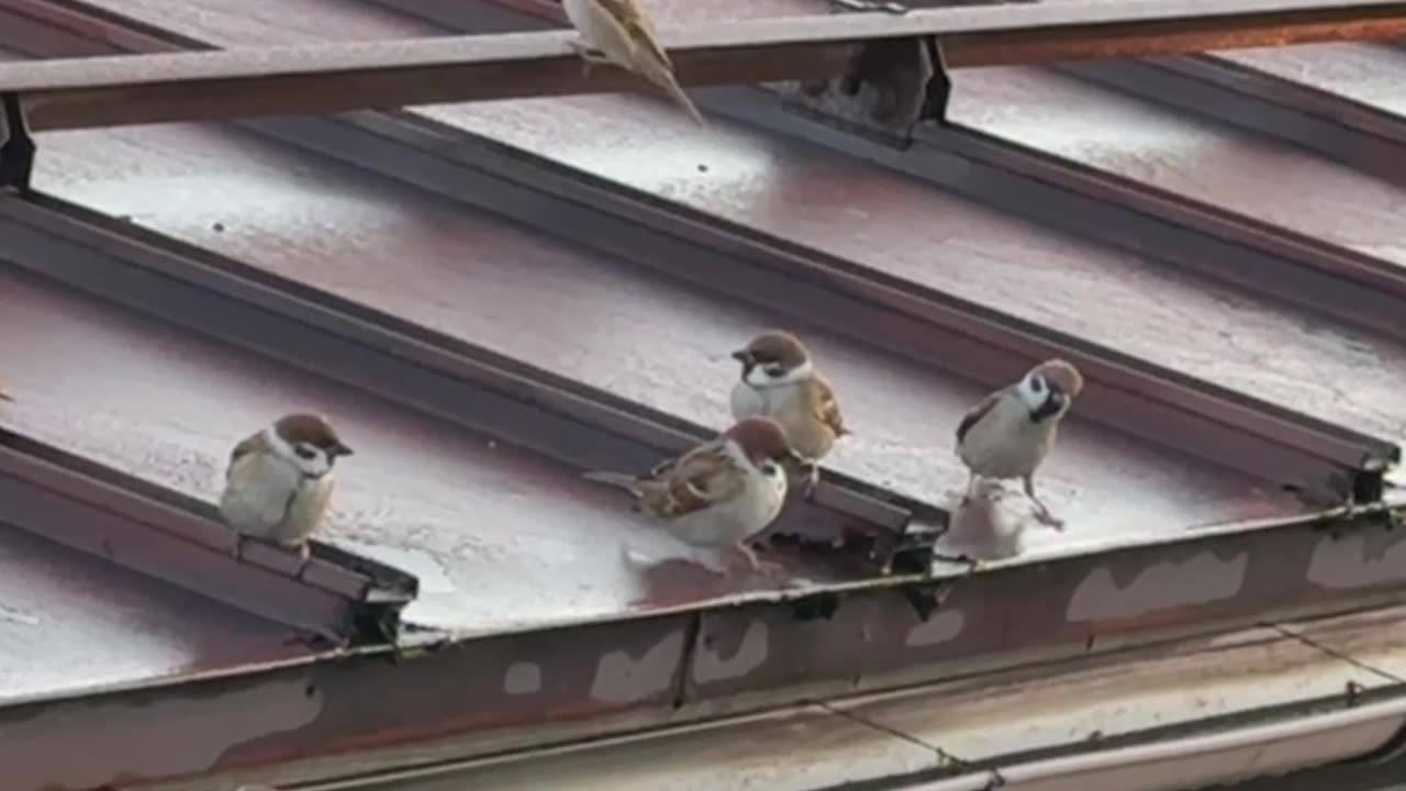 Sparrows On The Rooftop