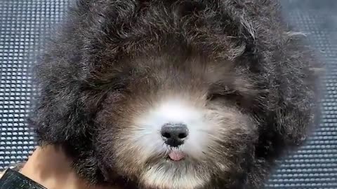 Meet the fluffiest little star in the grooming chair.hd