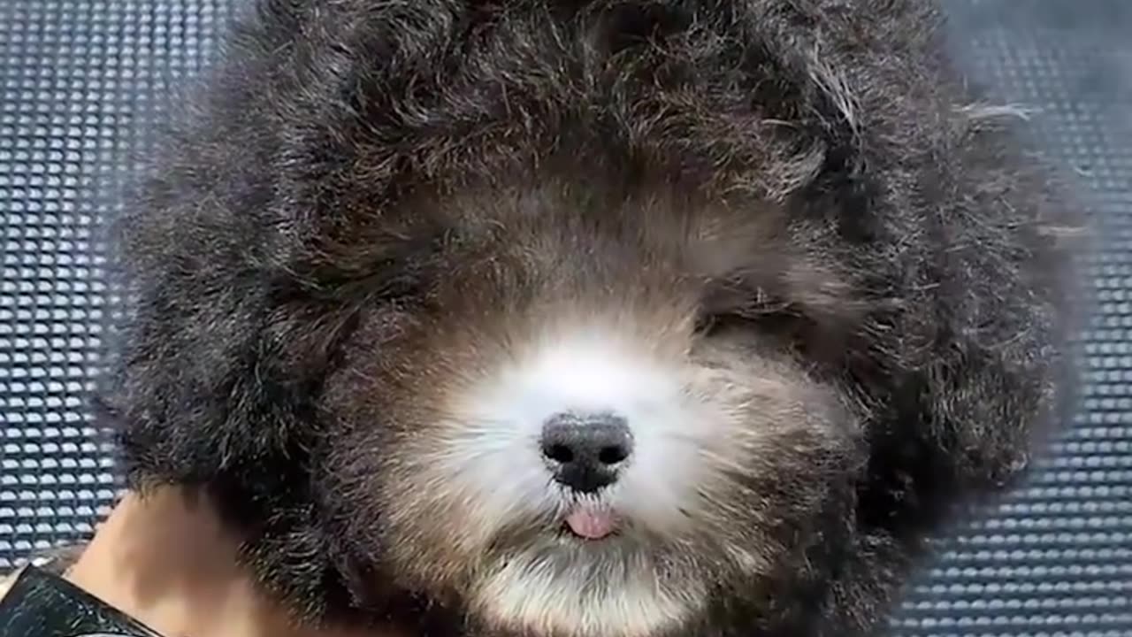 Meet the fluffiest little star in the grooming chair.hd