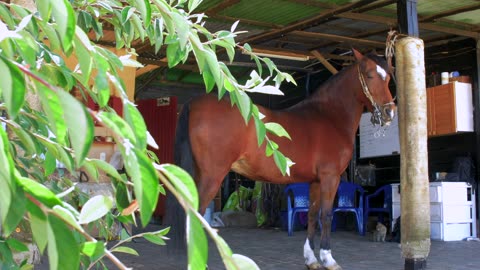 Criollo Colombiano in Colombia