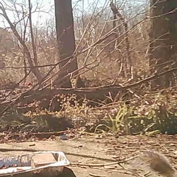 EA S127 - Double the Fun