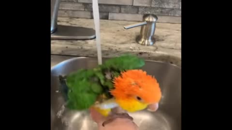 Parrot water with fan fanny video